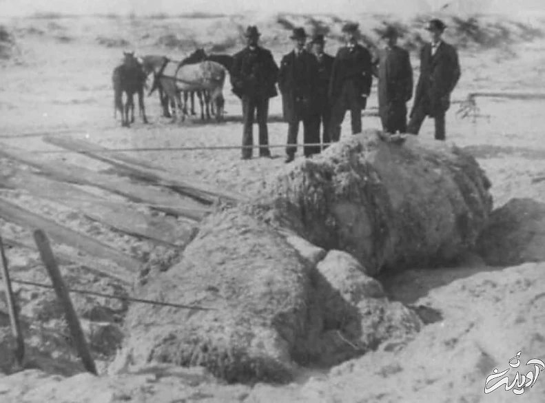 عجیب ترین موجوداتی که در سواحل دریاها کشف شدند